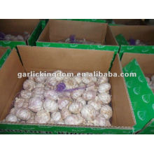 Chinese normal white garlic